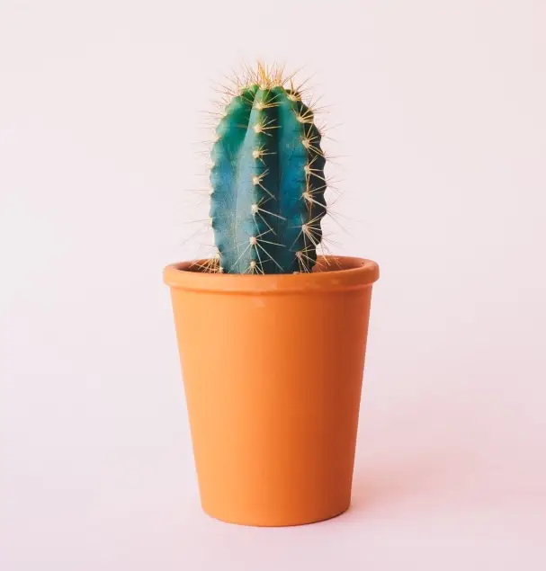 12_Contact_Plants_Store-Herojpg - Synergy TAS